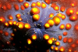 "Sea Apple" taken in Komodo by Debi Henshaw 